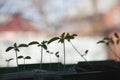 Tomato seedlings on the windowsill. Silhouette of small sprouts Royalty Free Stock Photo