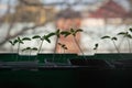 Tomato seedlings on the windowsill. Silhouette of small sprouts Royalty Free Stock Photo