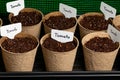 Tomato seeds in indoor greenhouse.