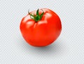 Tomato set. Red tomato collection. Photo-realistic vector tomatoes on transparent background