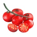 Tomato set. Watercolor painting on white background. Fresh healthy red tomato branch. Red ripe vegetables. Group, slice and cherry