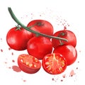 Tomato set. Watercolor painting on white background. Spray watercolor painting. Fresh healthy red tomato branch. Red ripe vegetabl