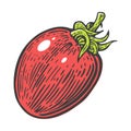 Tomato single. Vector engraved illustration on white background. Royalty Free Stock Photo