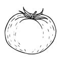 Tomato sketch black line isolated on white background