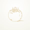 Tomato, Sketch hand drawn on brown background