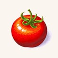 Tomato, Sketch hand drawn vector