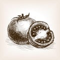 Tomato sketch style vector illustration