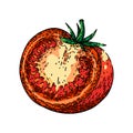 tomato slice sketch hand drawn vector Royalty Free Stock Photo