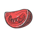 Tomato slice. Vector engraved illustration on white background Royalty Free Stock Photo