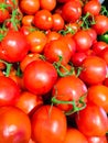 The tomato Solanum lycopersicum, L. 1753 - identified according to the International Code of Botanical Nomenclature ICBN Lycope Royalty Free Stock Photo