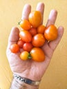 The tomato Solanum lycopersicum, L. 1753 - identified according to the International Code of Botanical Nomenclature ICBN ... Sp Royalty Free Stock Photo