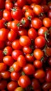 Tomato solanum lycopersicum pile for sale at the market Royalty Free Stock Photo