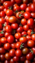 Tomato solanum lycopersicum pile for sale at the market Royalty Free Stock Photo