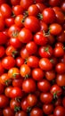 Tomato solanum lycopersicum pile for sale at the market Royalty Free Stock Photo