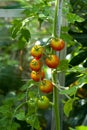 Tomato (Solanum lycopersicum) plant