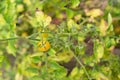 Tomato or Solanum Lycopersicum plant in Zurich in Switzerland