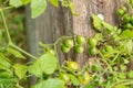 Tomato or Solanum Lycopersicum plant in Zurich in Switzerland