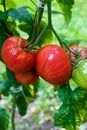 Tomato Solanum lycopersicum skin burst, split and cracking from an inconsistent and excess amount of water.