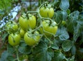 Tomato Solanum lycopersicum syn. Lycopersicum esculentum