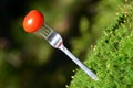 A tomato speared on a fork Royalty Free Stock Photo