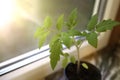 Tomato sprout in a plastic container by the window Royalty Free Stock Photo