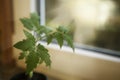 Tomato sprout in a plastic container by the window Royalty Free Stock Photo