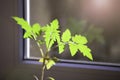 Tomato sprout in a plastic container by the window Royalty Free Stock Photo