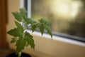 Tomato sprout in a plastic container by the window Royalty Free Stock Photo