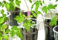 Tomato sprout with plastic cups