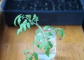 Tomato sprout with roots in a jar of water, ready for planting, against the background of a box with small sprouts of tomatoes.