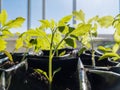 Tomato sprouts. Fragile plants in the first days of life. Seedlings