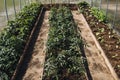 Tomato sprouts in the greenhouse, tomato seedlings in the greenhouse for planting