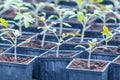 Tomato Sprouts Greenhouse, Sprouted Tomato, Potted Tomato Seedlings. Spring Seedlings