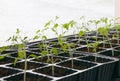 Tomato sprouts seedlings plants in pots