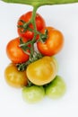 Tomato with stemmed