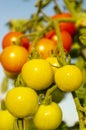 Tomato stick with several unripe, green, orange and red tomatoes on several panicles in close-up against the blue sky, selective Royalty Free Stock Photo