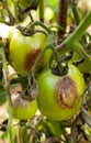 Tomato Stricken Phytophthora Phytophthora Infestans.