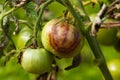 Tomato Stricken Phytophthora Phytophthora Infestans.