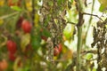 Diseases Of Tomato, late blight.