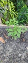 Tomato tomatoes plant seedling garden vegetables fruit