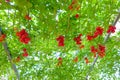 Tomato tree