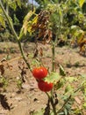 The tomato tree will die leaving behind 2 ripe fruit