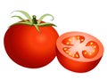 Tomato Vector Illustration