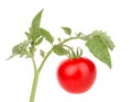 Tomato vegetable