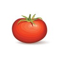 Tomato. Vegetable logo. Vector illustration of naural product