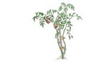 Tomato vegetable plant. Bush tied to a wooden stick. Solanum lycopersicum. Vector hand drawn color sketch.