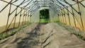 Tomato vegetable seedlings greenhouse plant inside young rows grow folio field Solanum lycopersicum berry farm farming Royalty Free Stock Photo