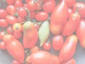 Tomato vegetable, soft faded tone background