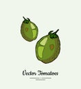 Tomato vegetable vector isolate. Green whole tomatoes. Vegetables hand drawn illustration. Trendy food vegetarian Royalty Free Stock Photo