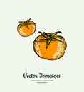 Tomato vegetable vector isolate. Orange whole tomatoes. Vegetables hand drawn illustration. Trendy food vegetarian Royalty Free Stock Photo